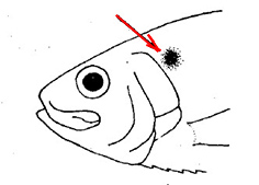 Sardinella maderensis_claves.jpg